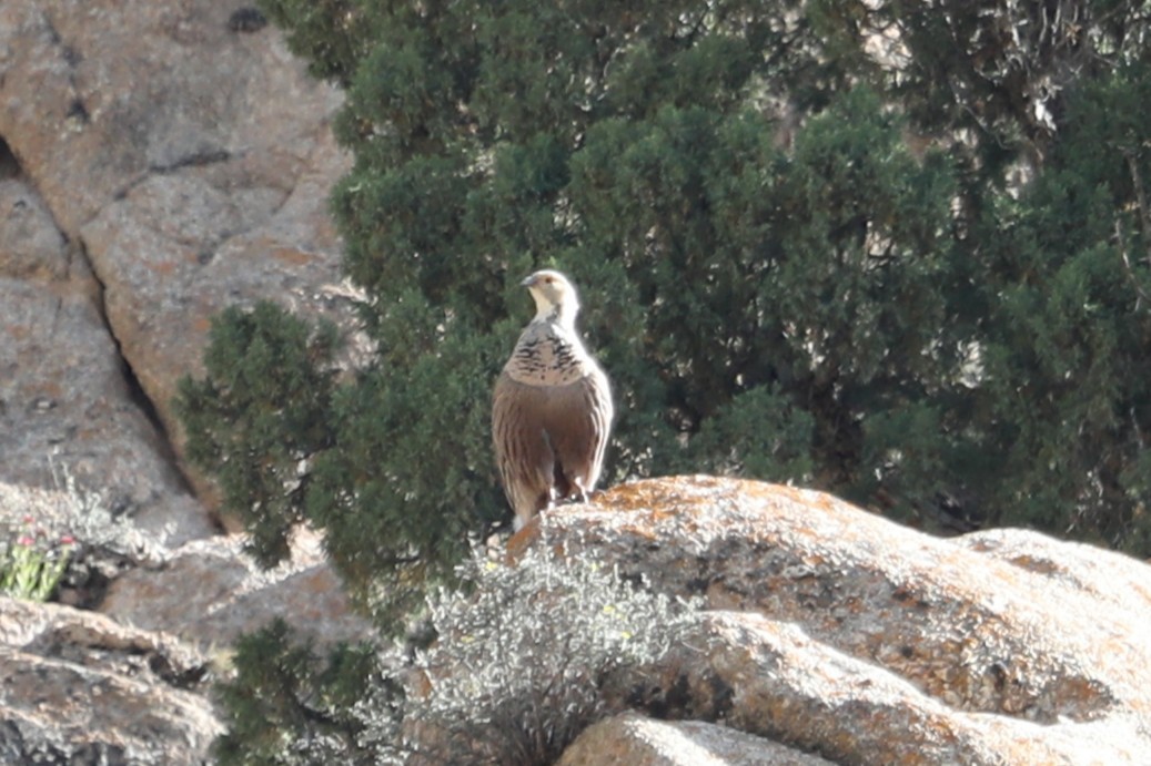 Himalayan Snowcock - ML638261737