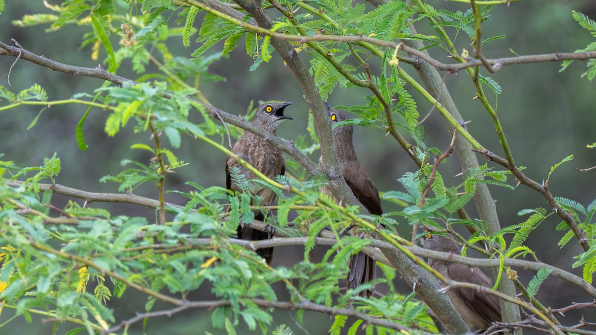 Brown Babbler - ML638261788
