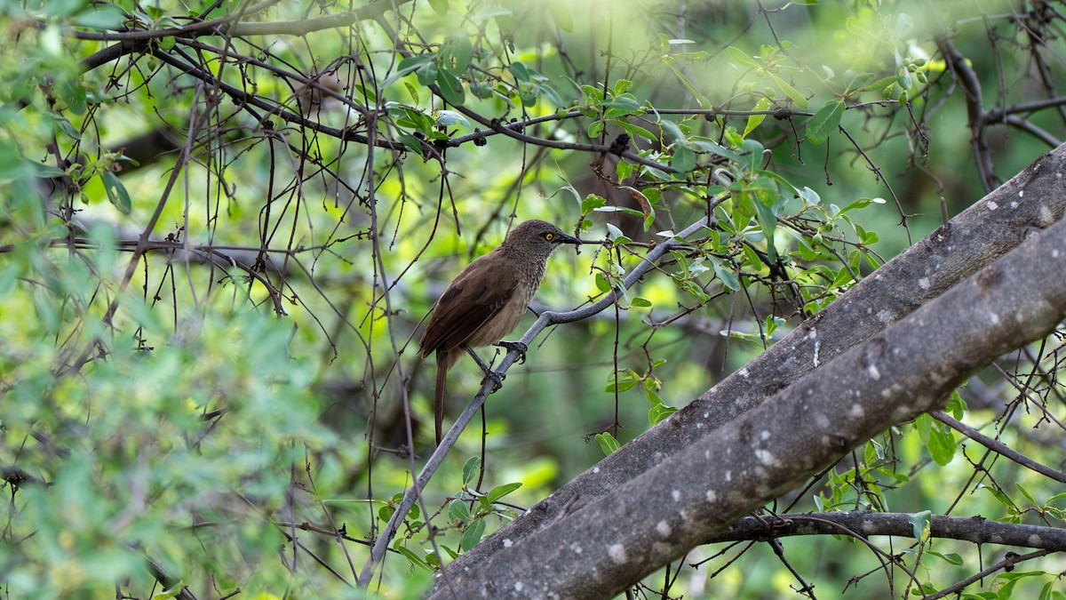 Brown Babbler - ML638261789