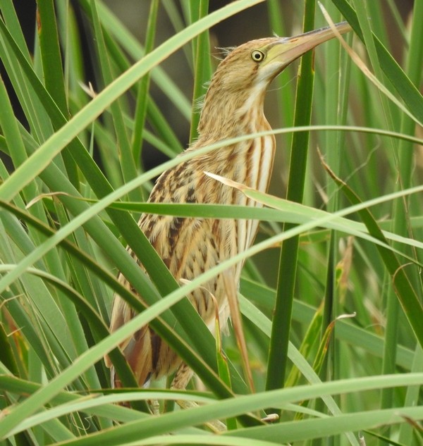 Yellow Bittern - ML638261810
