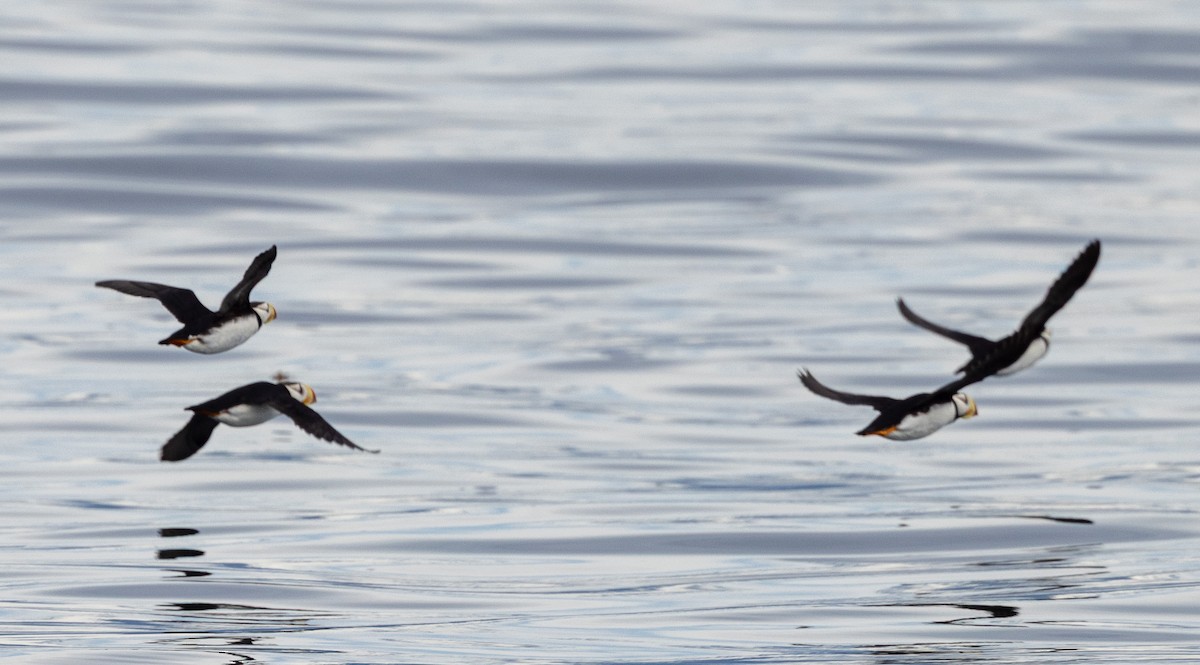 Horned Puffin - ML638261820