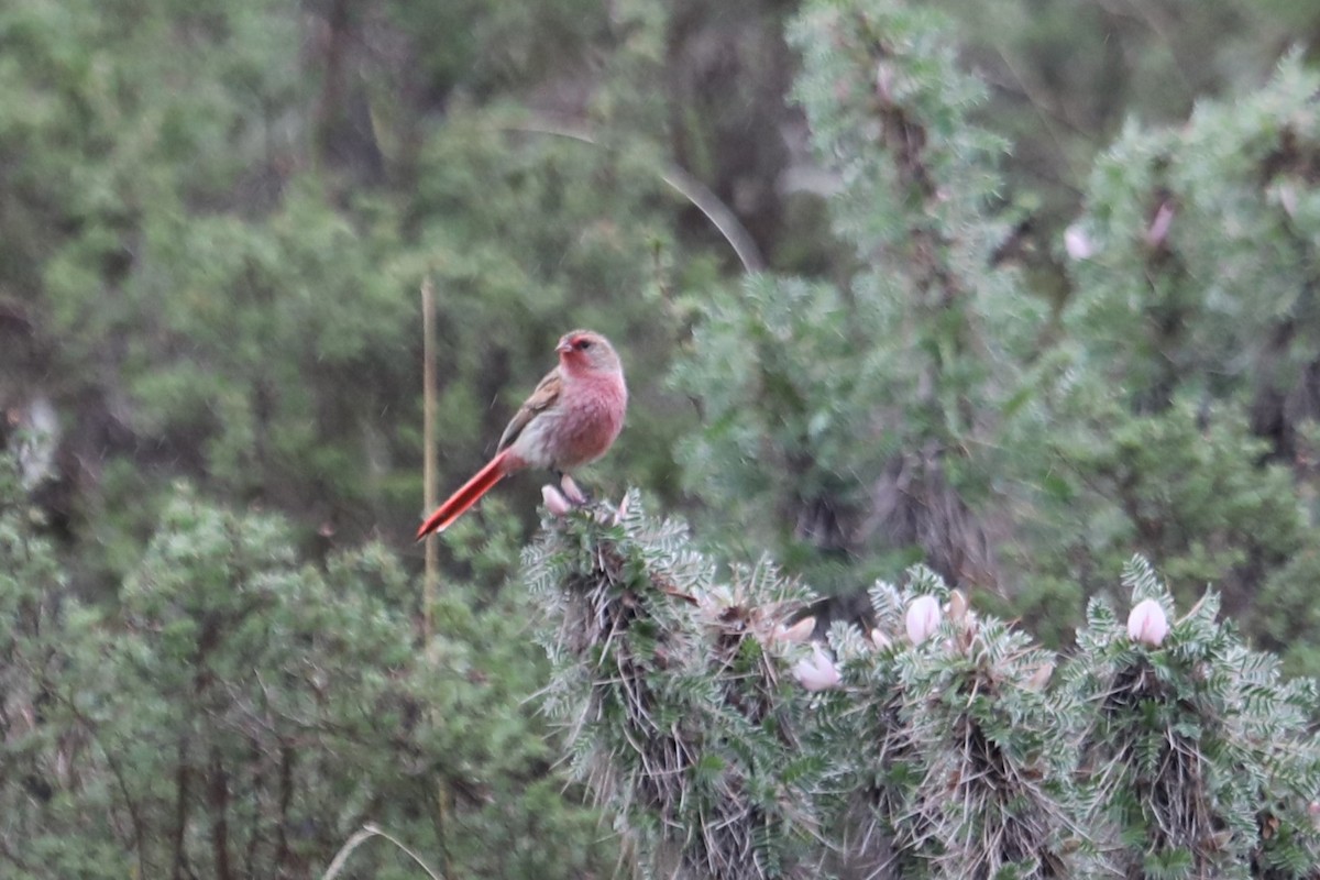 Przevalski's Pinktail - ML638261855