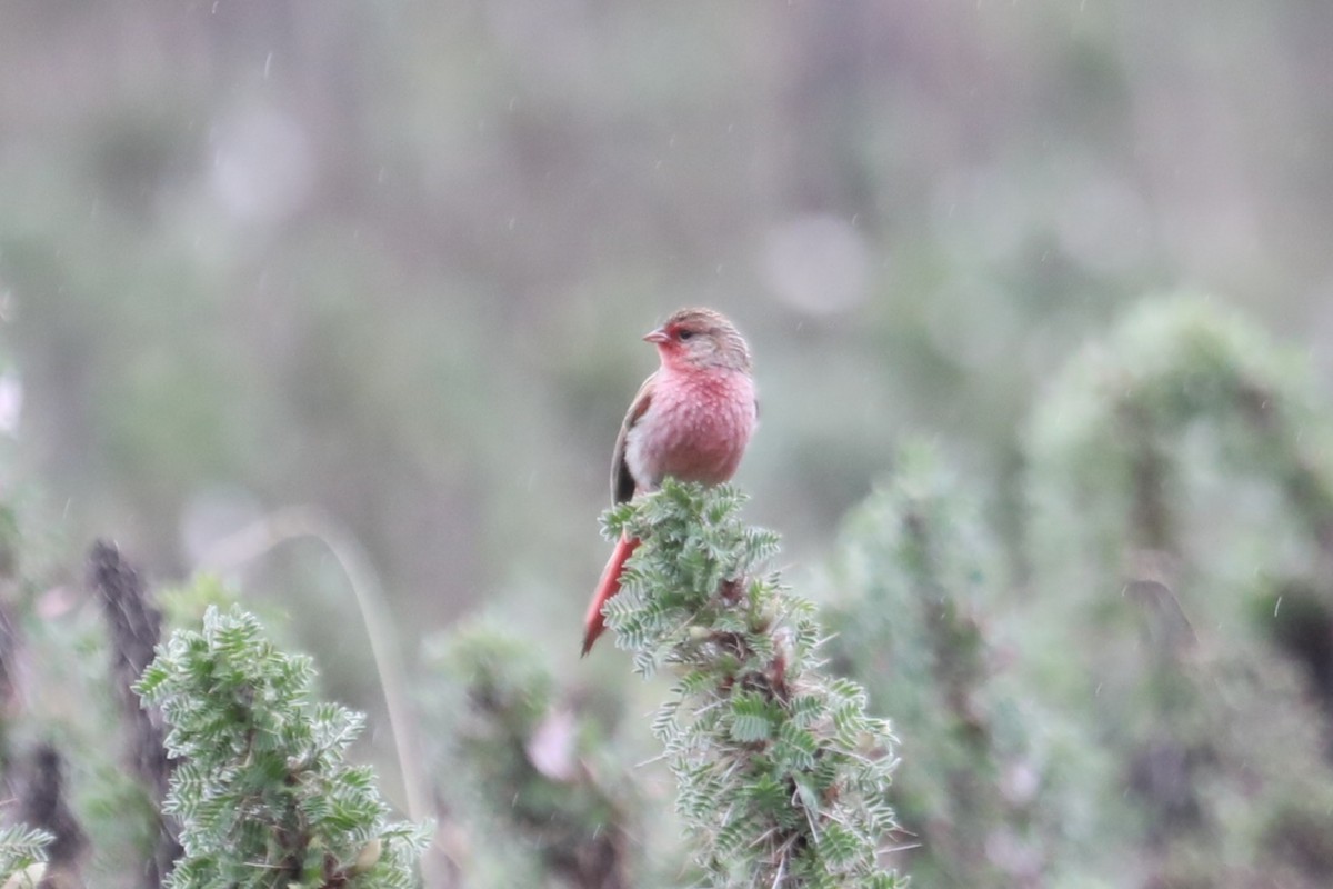 Przevalski's Pinktail - ML638261867