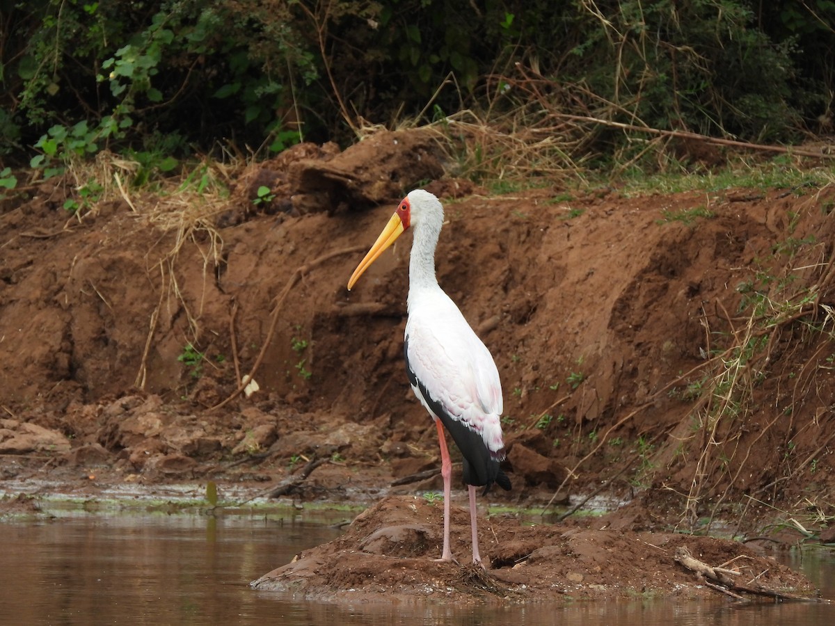 Yellow-billed Stork - ML638261874