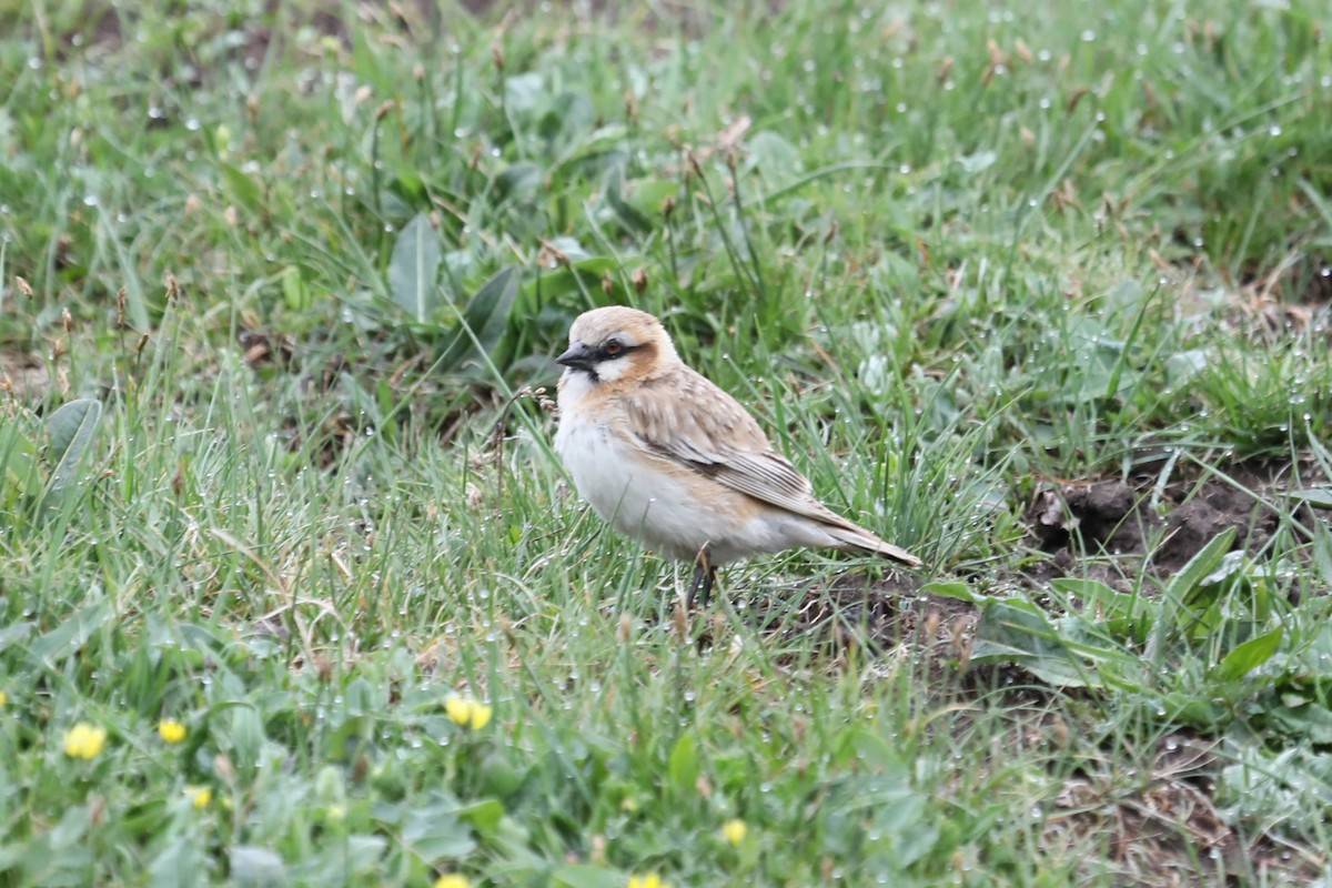 Rufous-necked Snowfinch - ML638261879