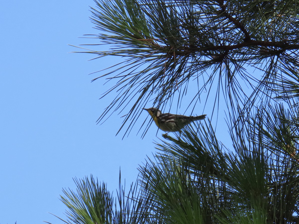 Yellow-throated Warbler - ML638261887