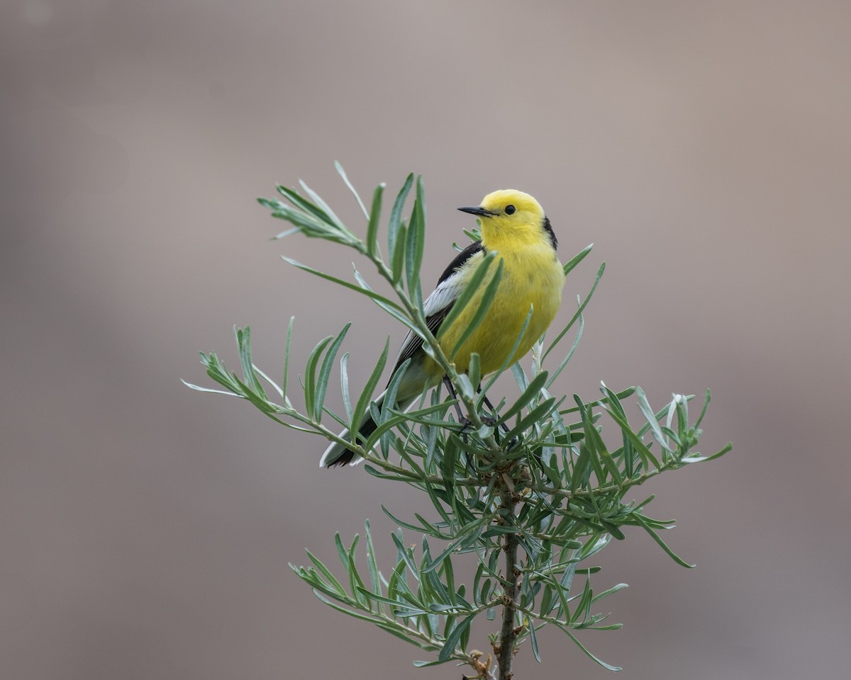 Citrine Wagtail - ML638261889