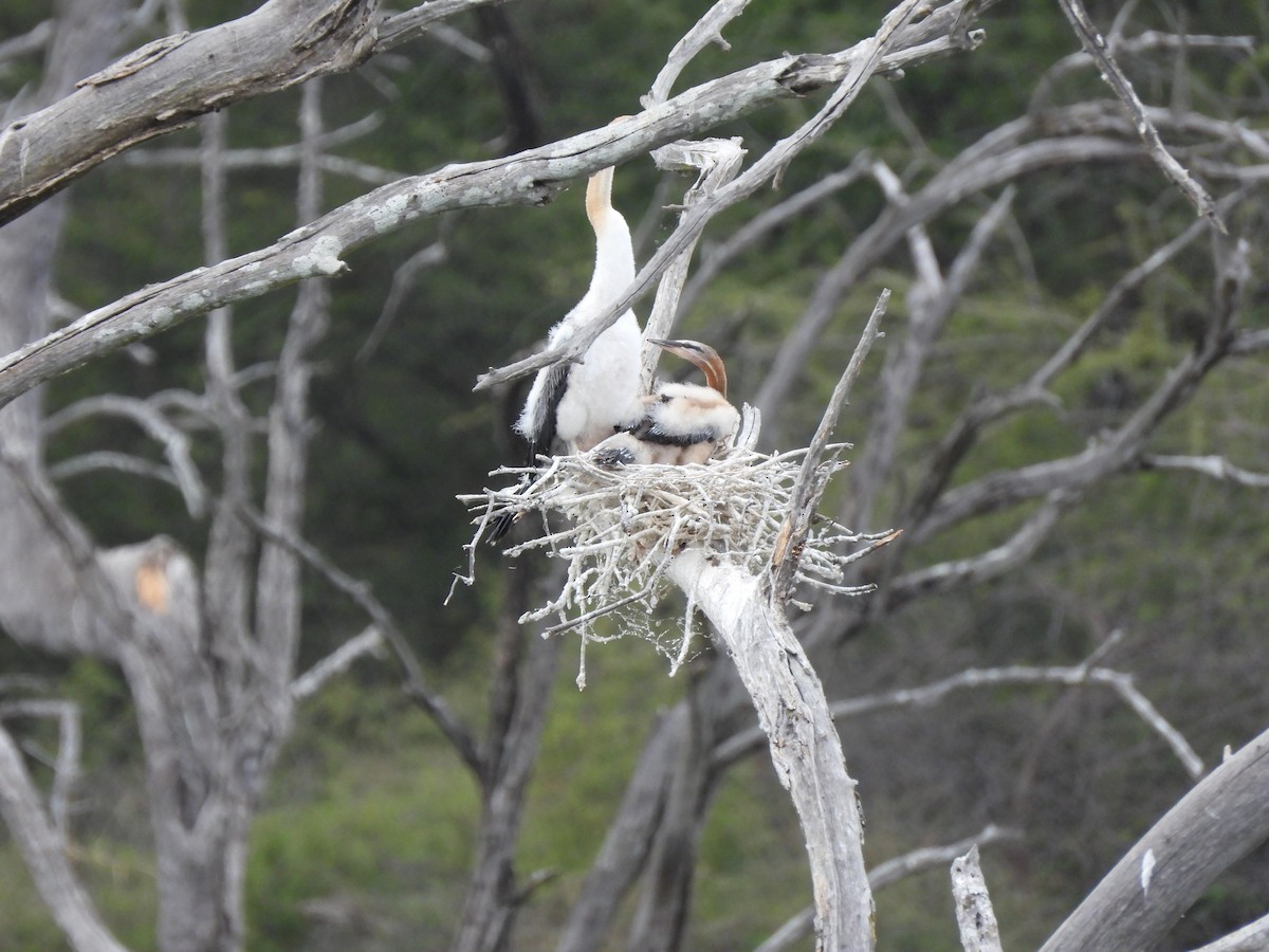 African Darter - ML638261890