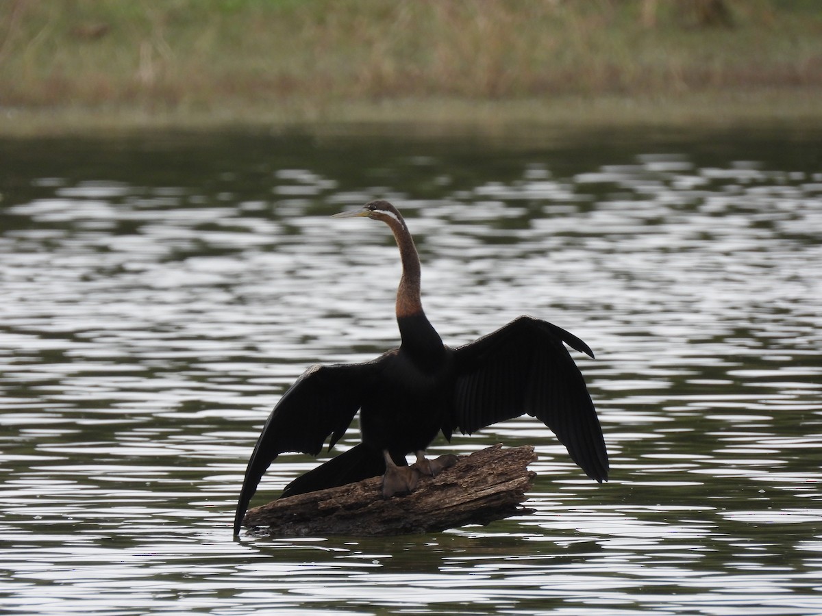 African Darter - ML638261891