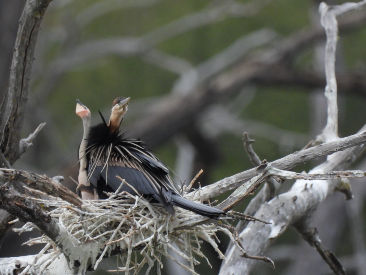African Darter - ML638261892