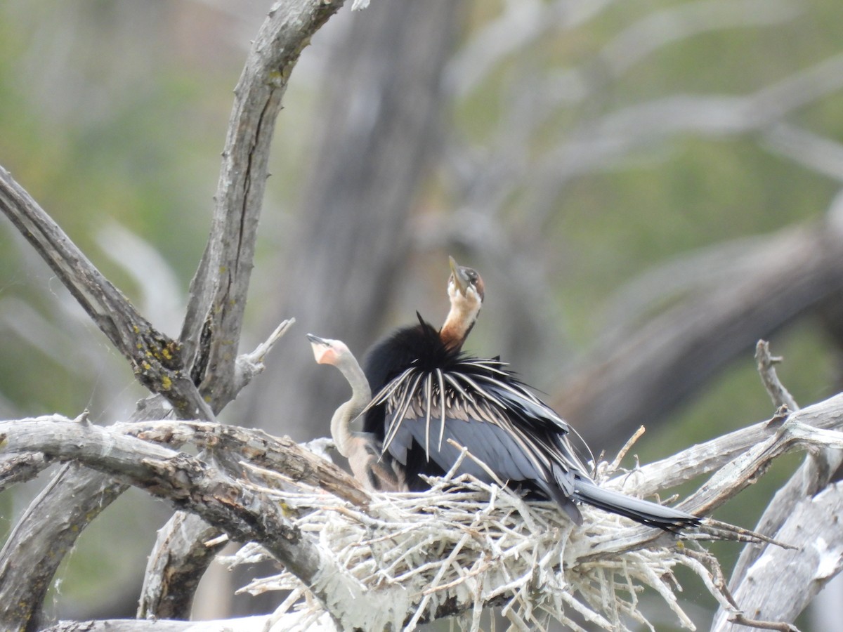 African Darter - ML638261894