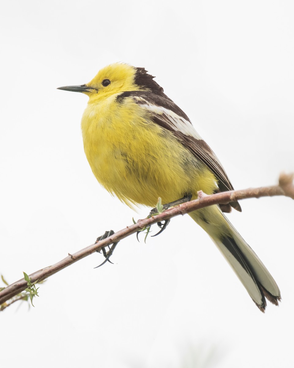 Citrine Wagtail - ML638261897