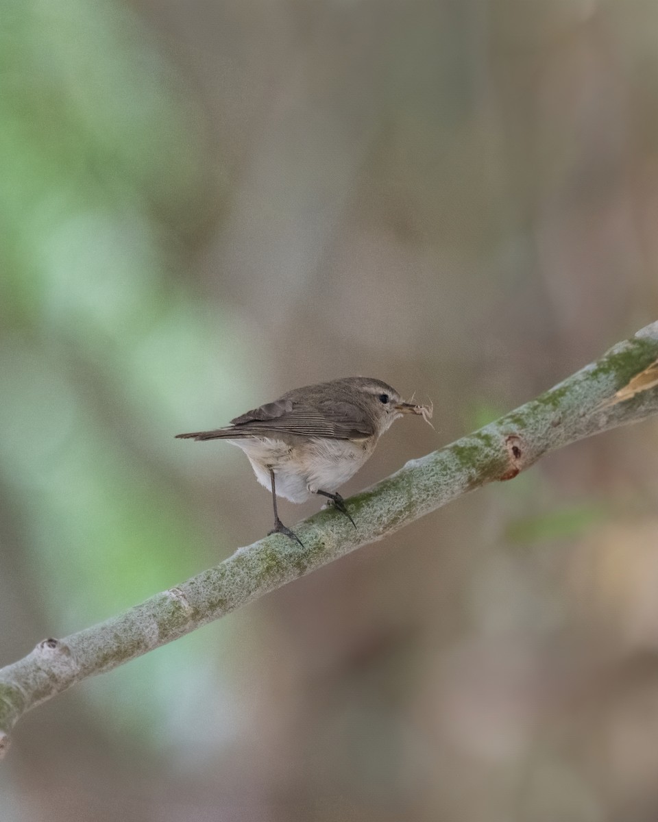 Mountain Chiffchaff - ML638261906