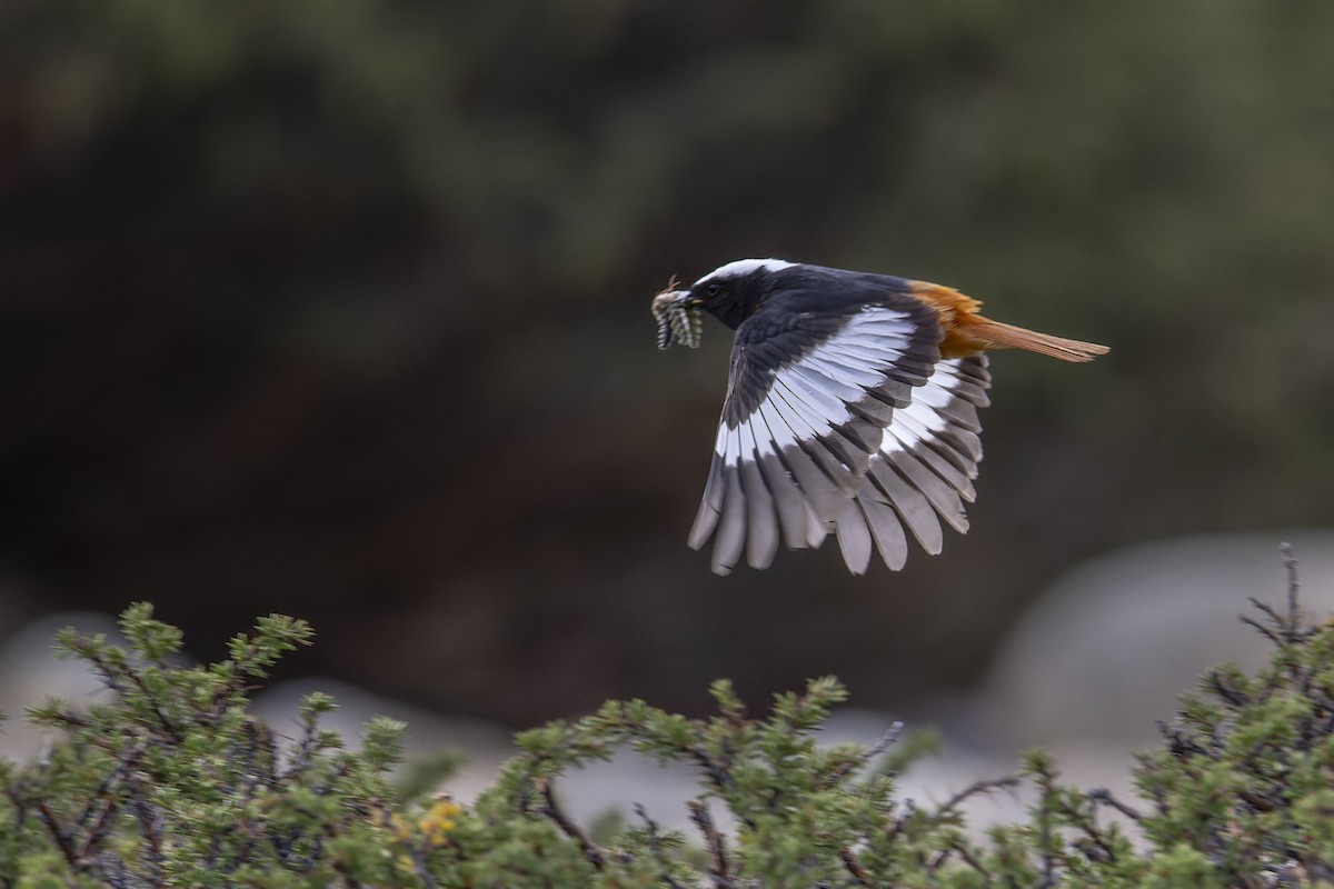 White-winged Redstart - ML638261911