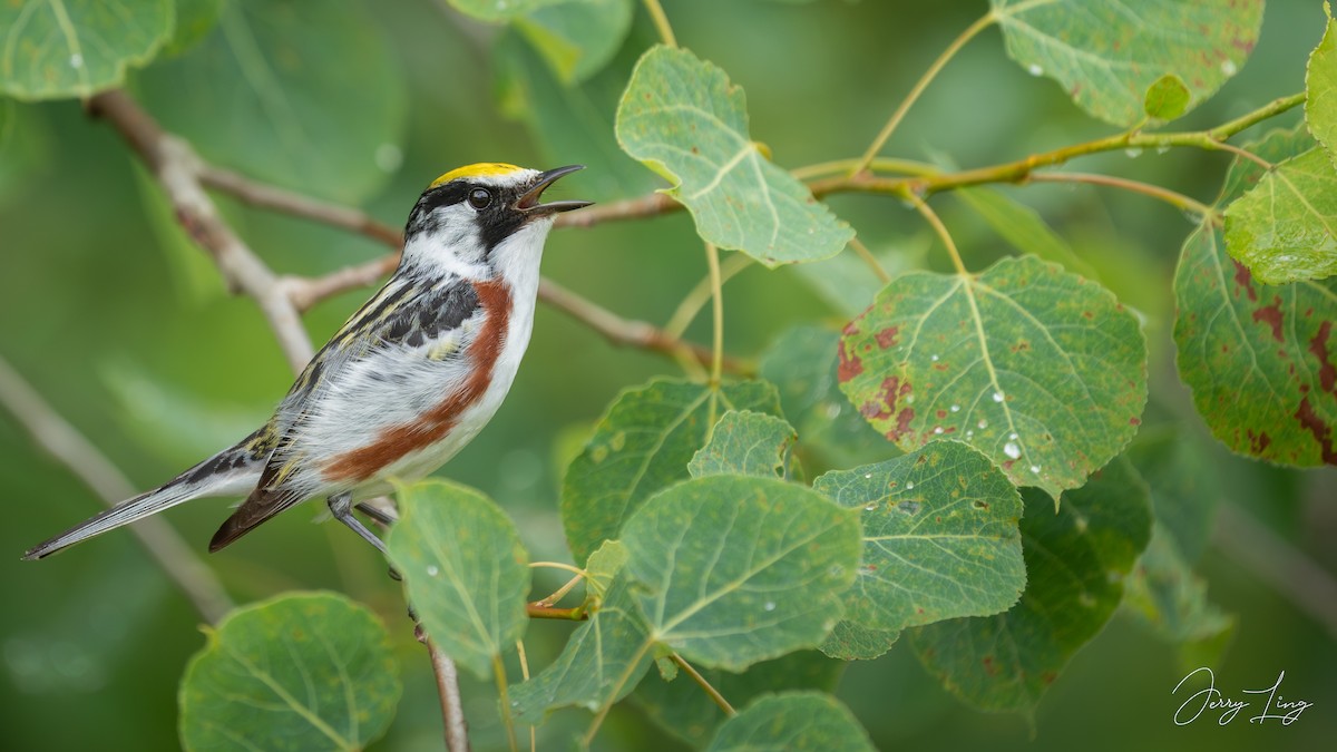 Chestnut-sided Warbler - ML638261913
