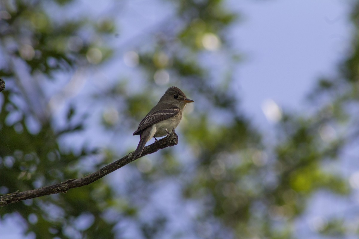 Least Flycatcher - ML638261923