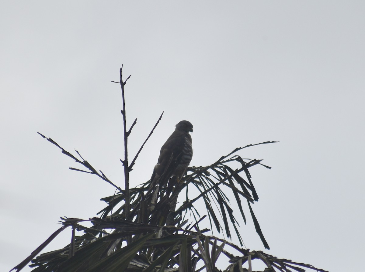 Crested Goshawk - ML638261929