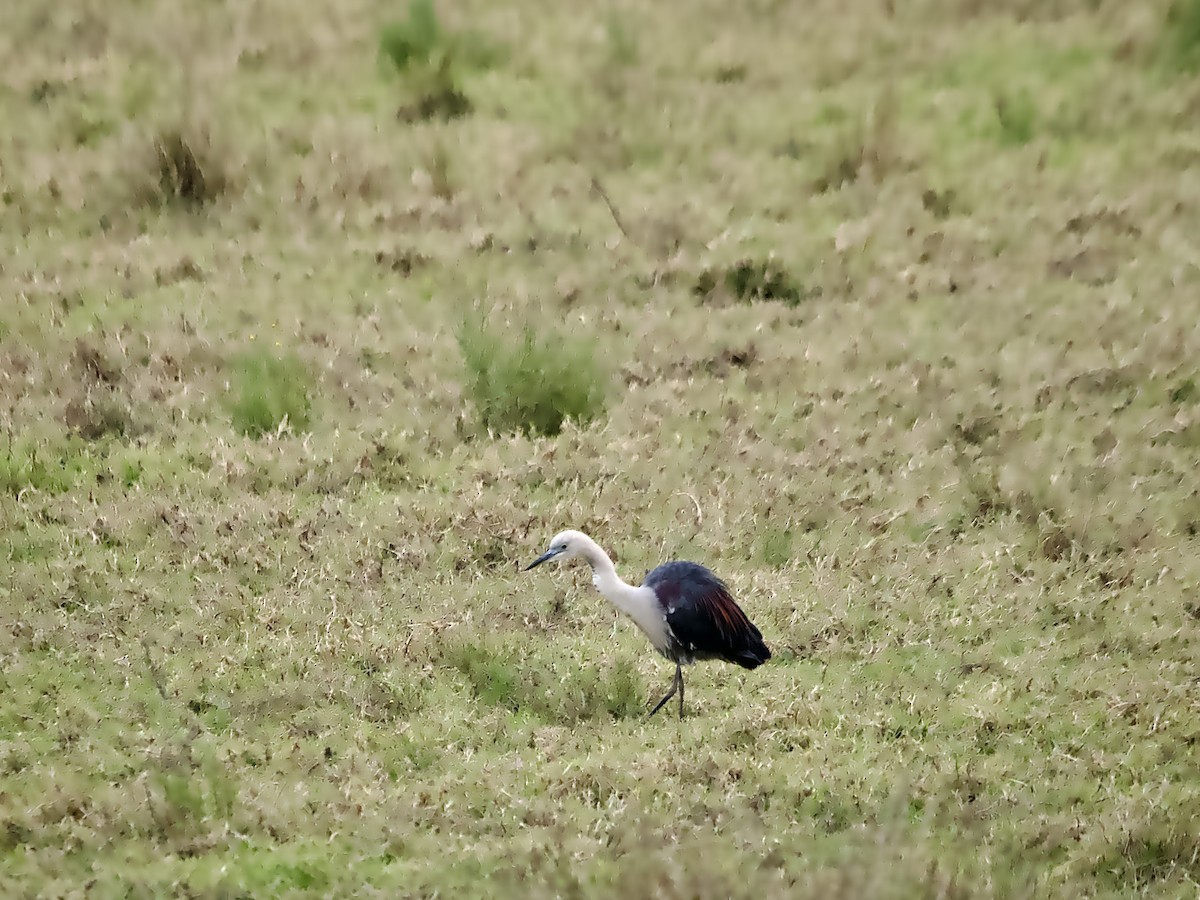 Pacific Heron - ML638261942