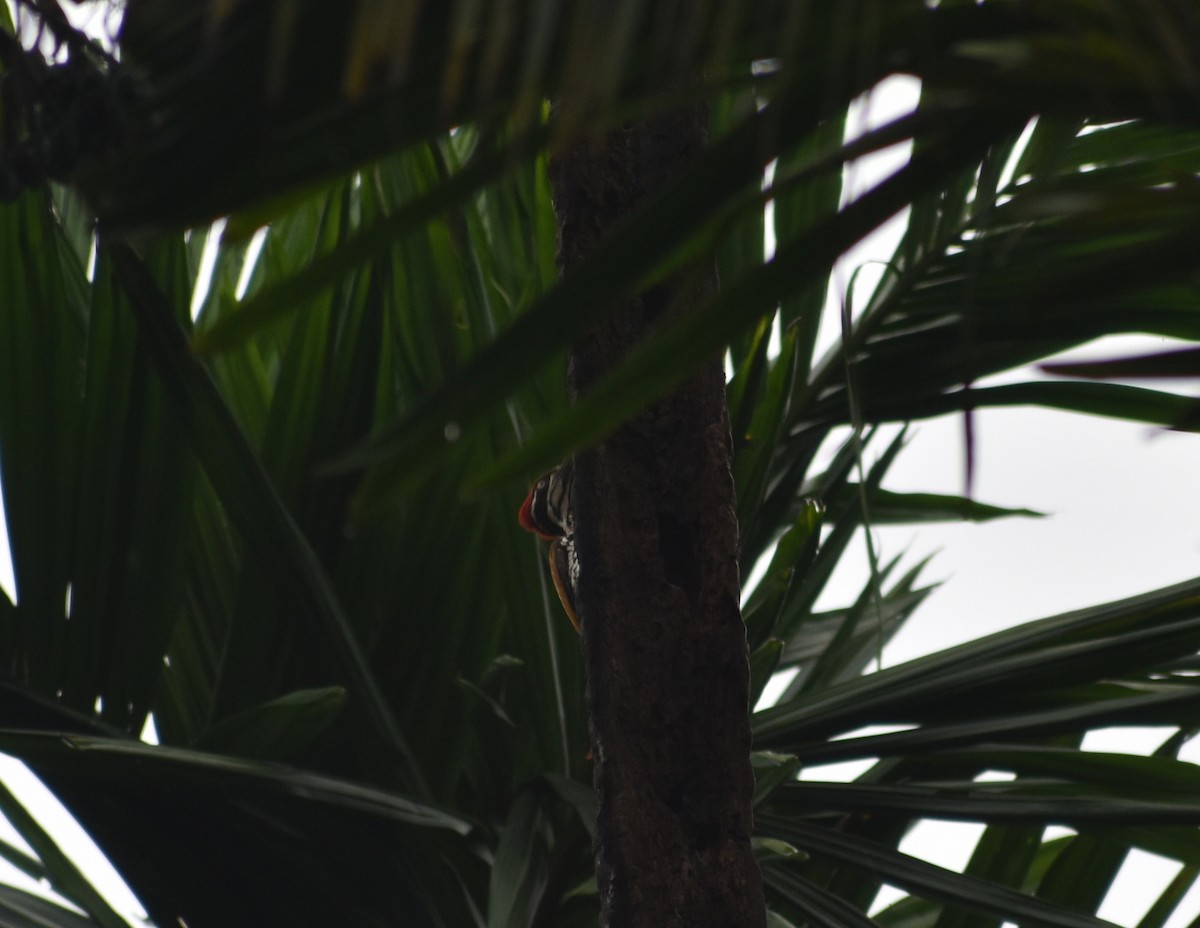 Malabar Flameback - ML638261944