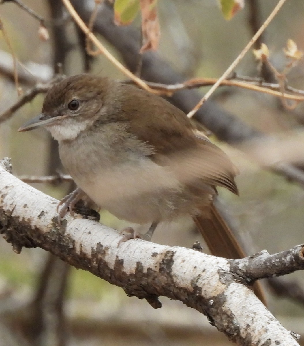Terrestrial Brownbul - ML638261950
