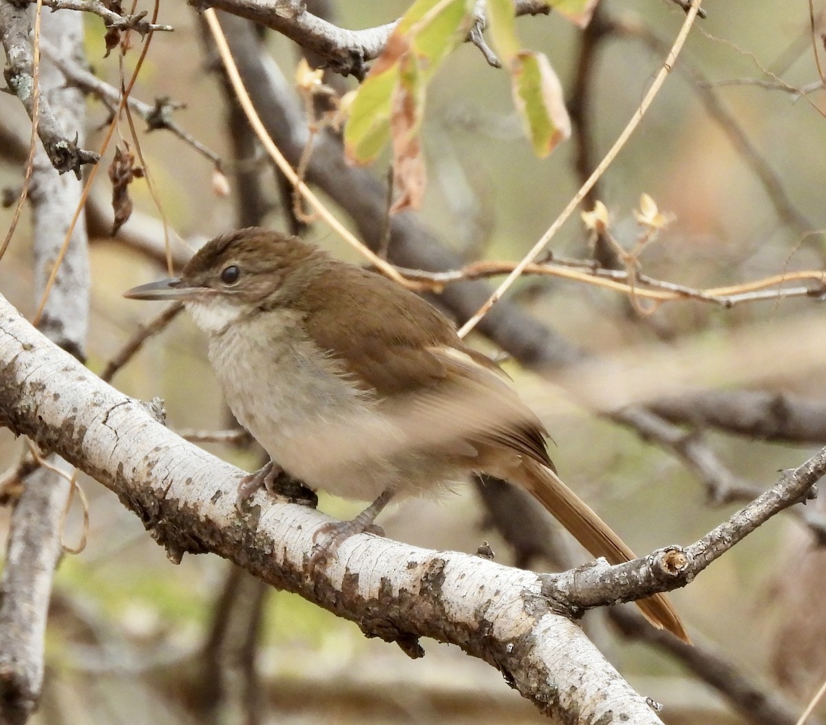 Terrestrial Brownbul - ML638261951