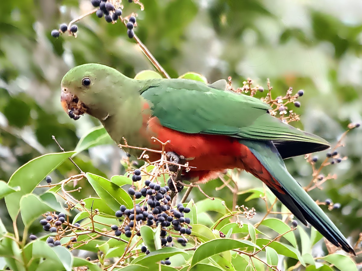 Australian King-Parrot - ML638261957