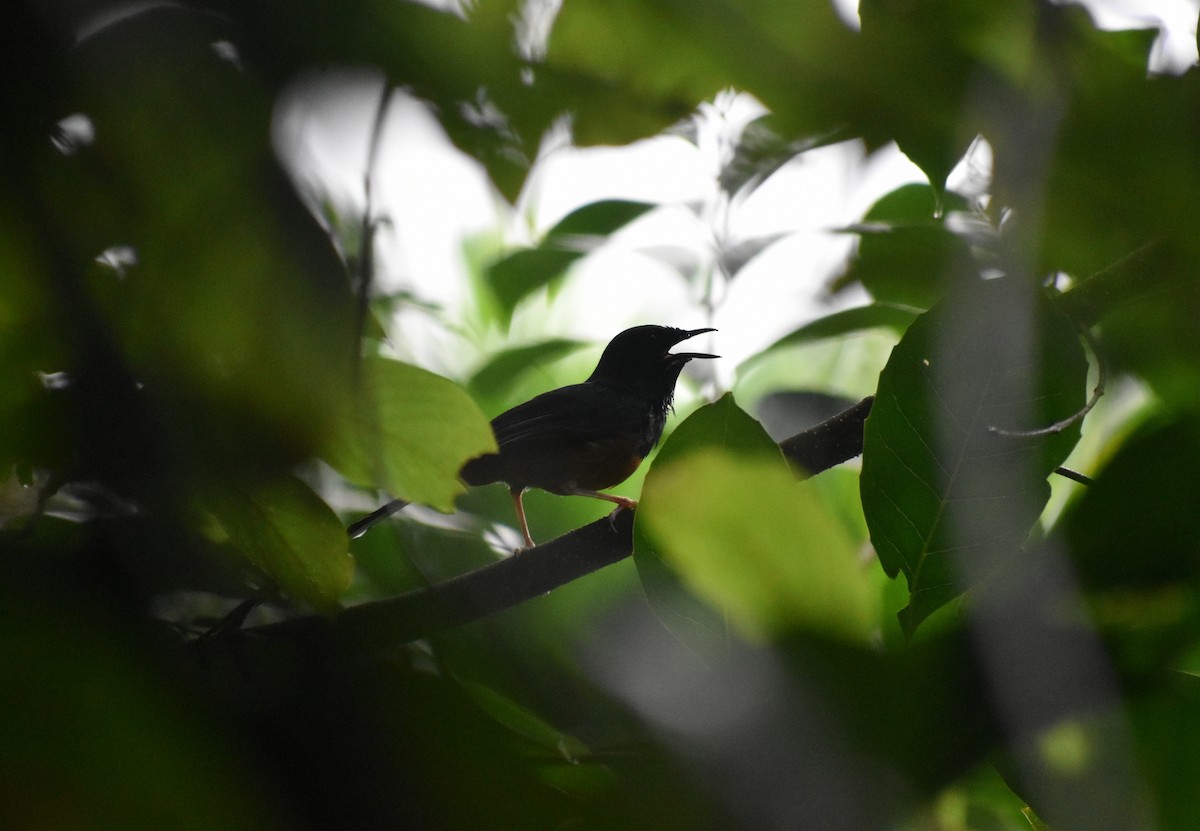 White-rumped Shama - ML638261960