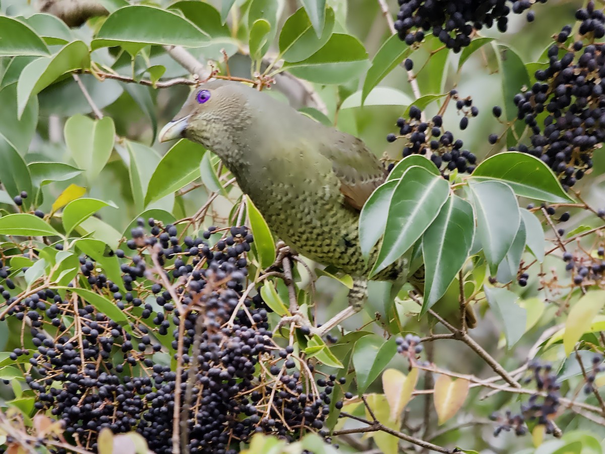 Satin Bowerbird - ML638261961