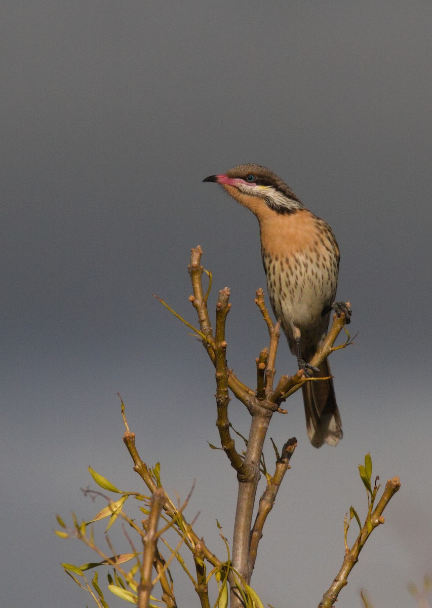 Spiny-cheeked Honeyeater - ML638261962