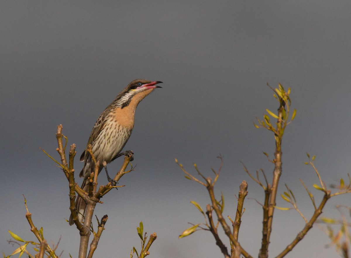 Spiny-cheeked Honeyeater - ML638261963