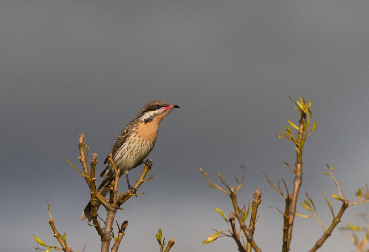 Spiny-cheeked Honeyeater - ML638261964