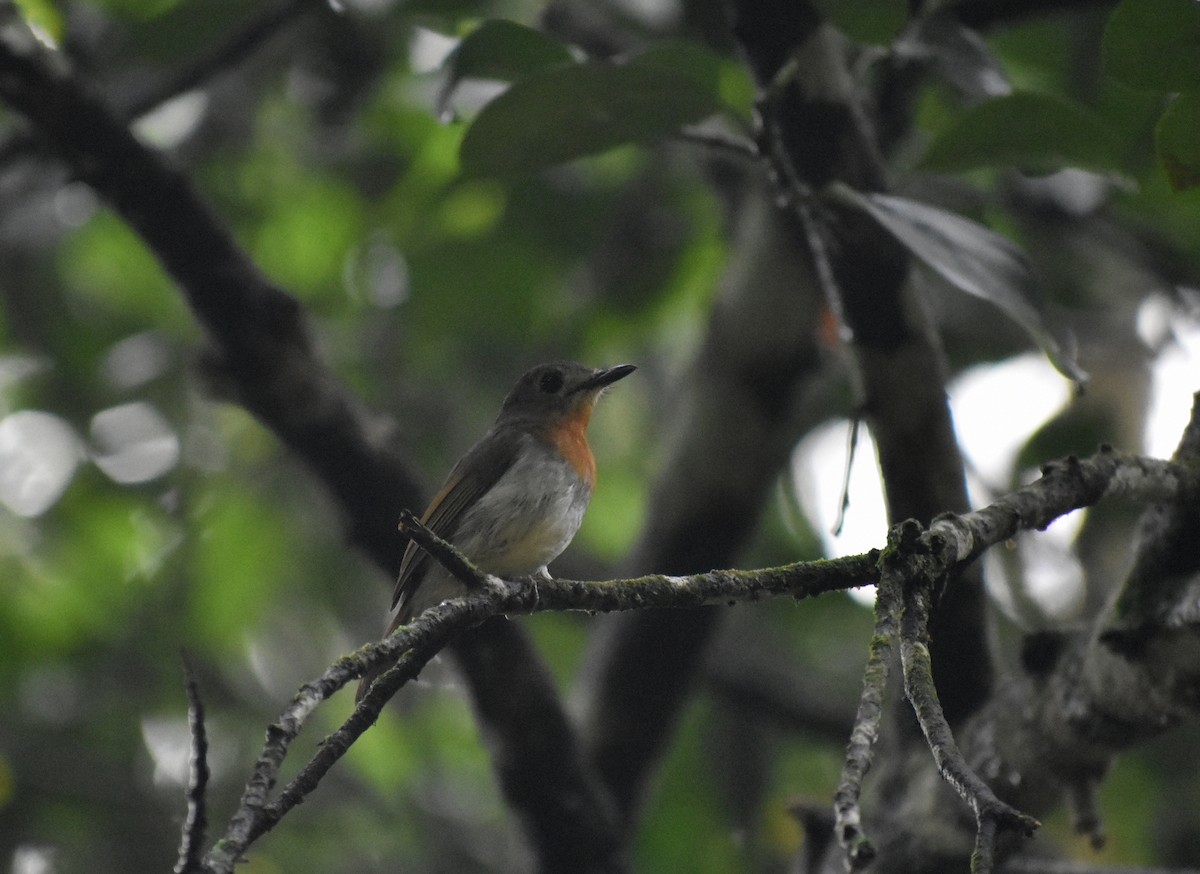 White-bellied Blue Flycatcher - ML638261965