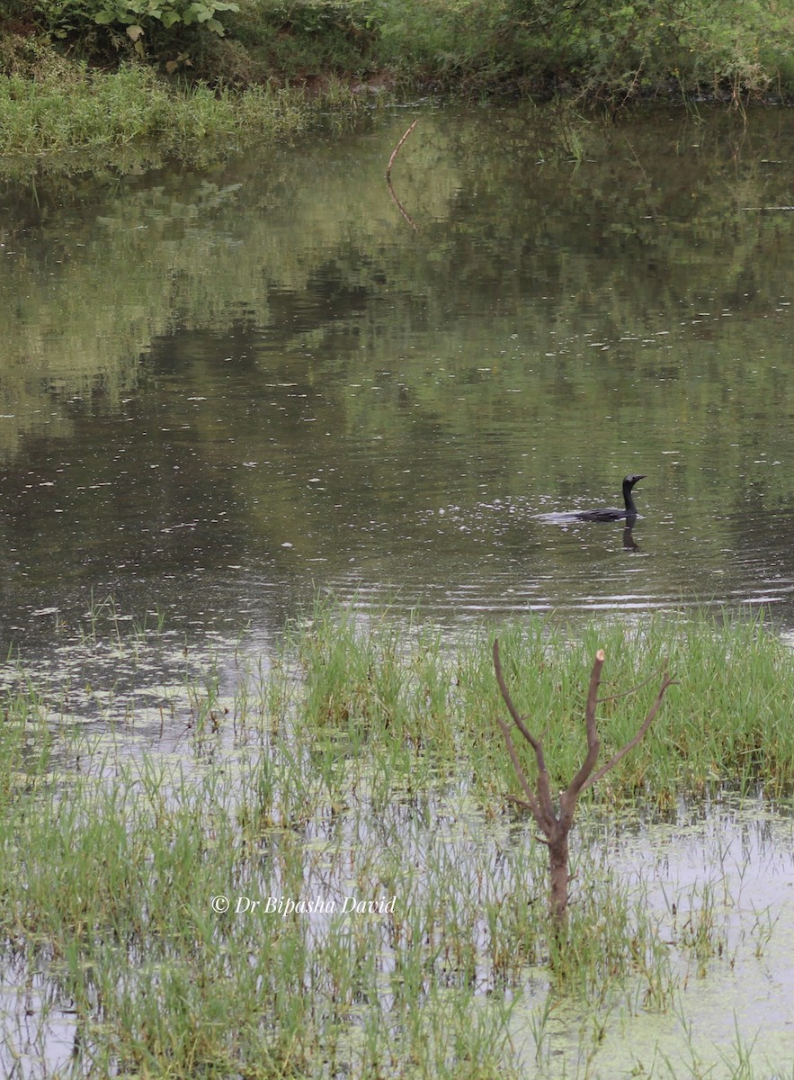 Little Cormorant - ML638261970