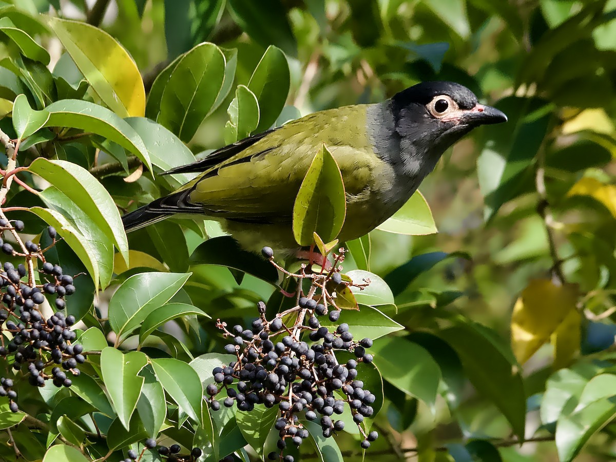 Australasian Figbird - ML638261971