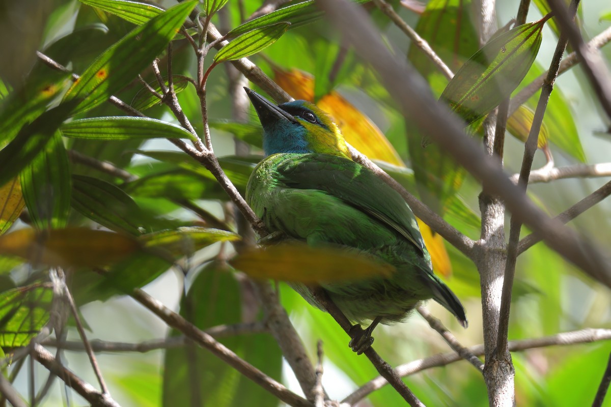 Golden-naped Barbet - ML638261992