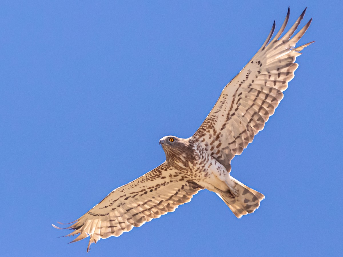 Short-toed Snake-Eagle - ML638261993