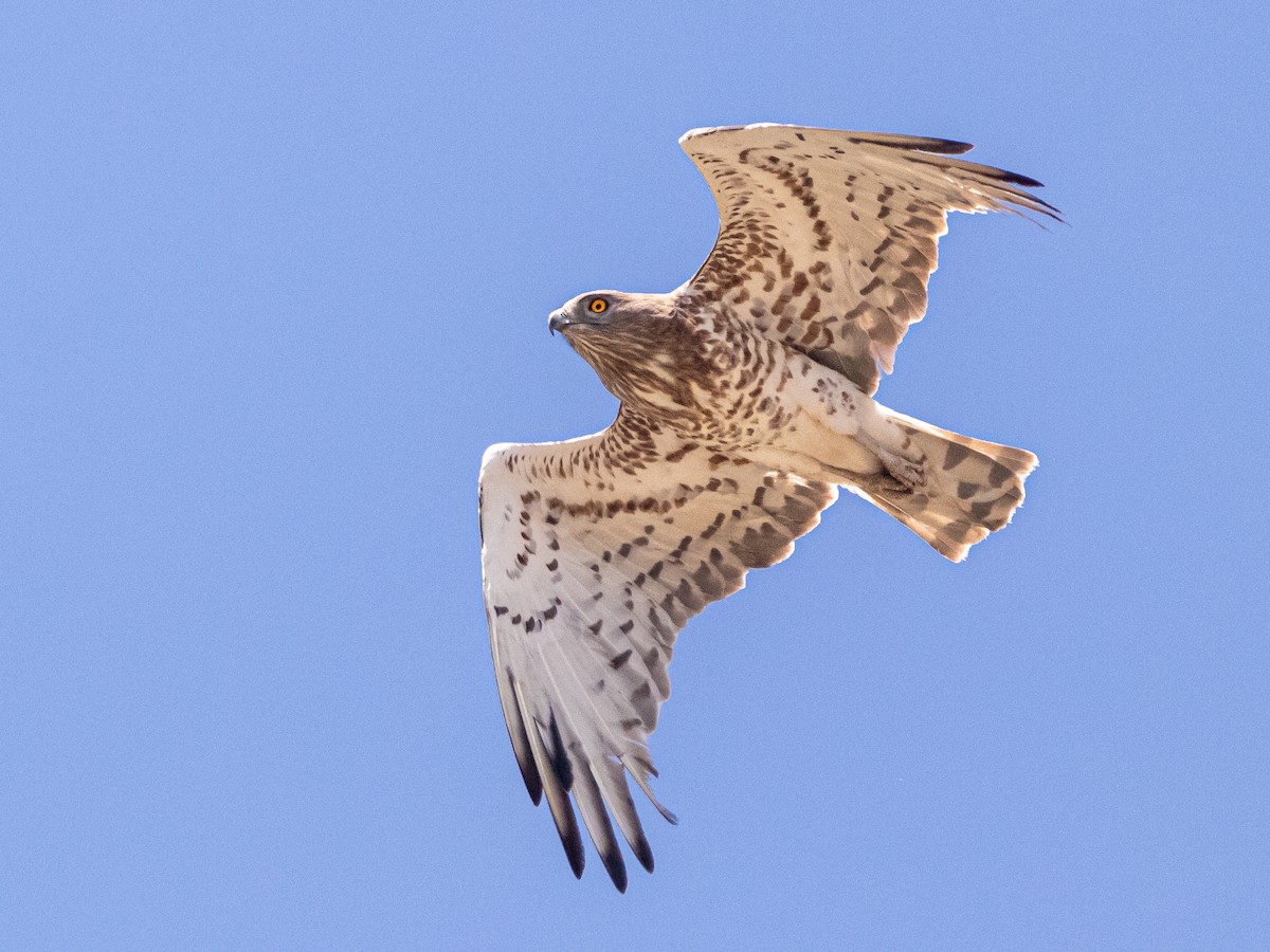 Short-toed Snake-Eagle - ML638261994
