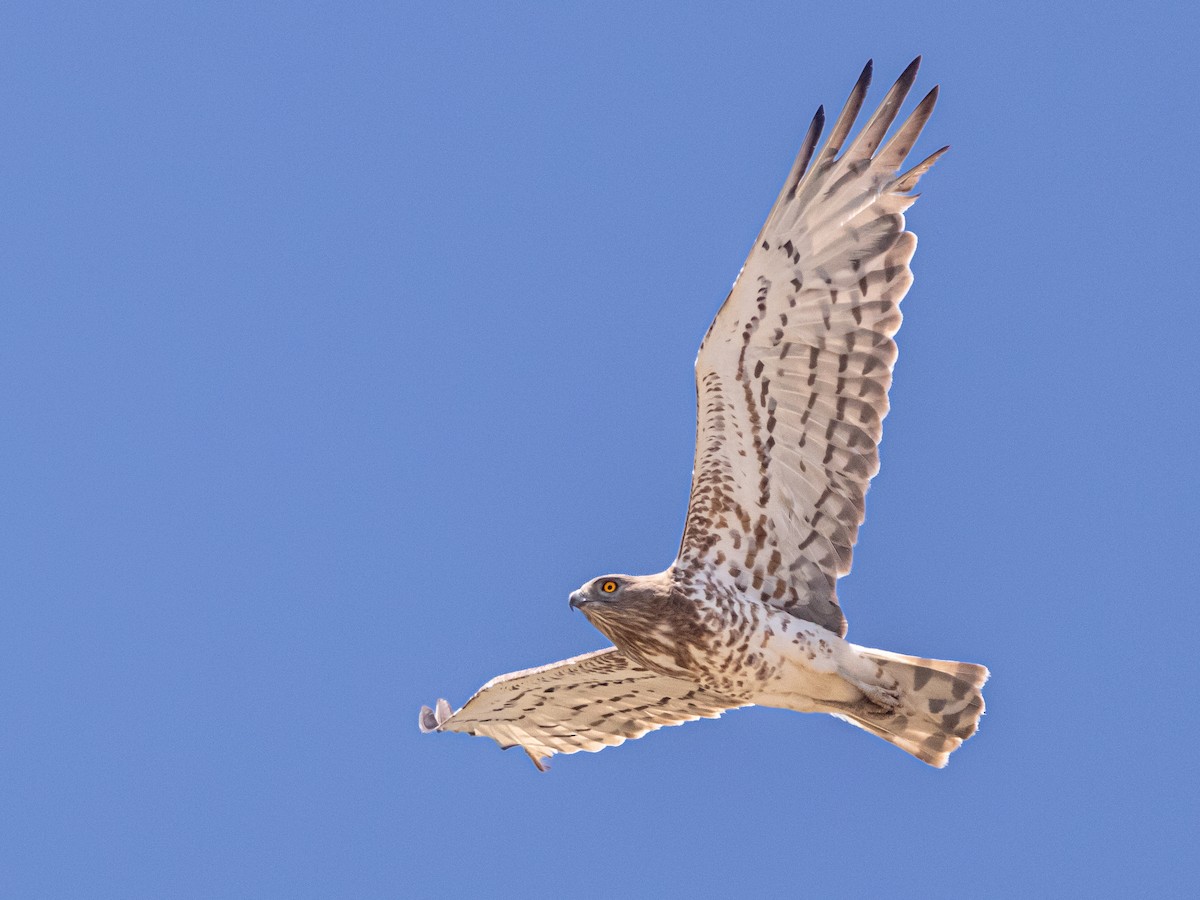 Short-toed Snake-Eagle - ML638261995