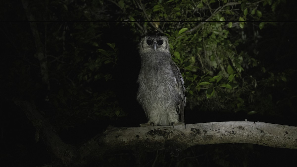 Verreaux's Eagle-Owl - ML638262011