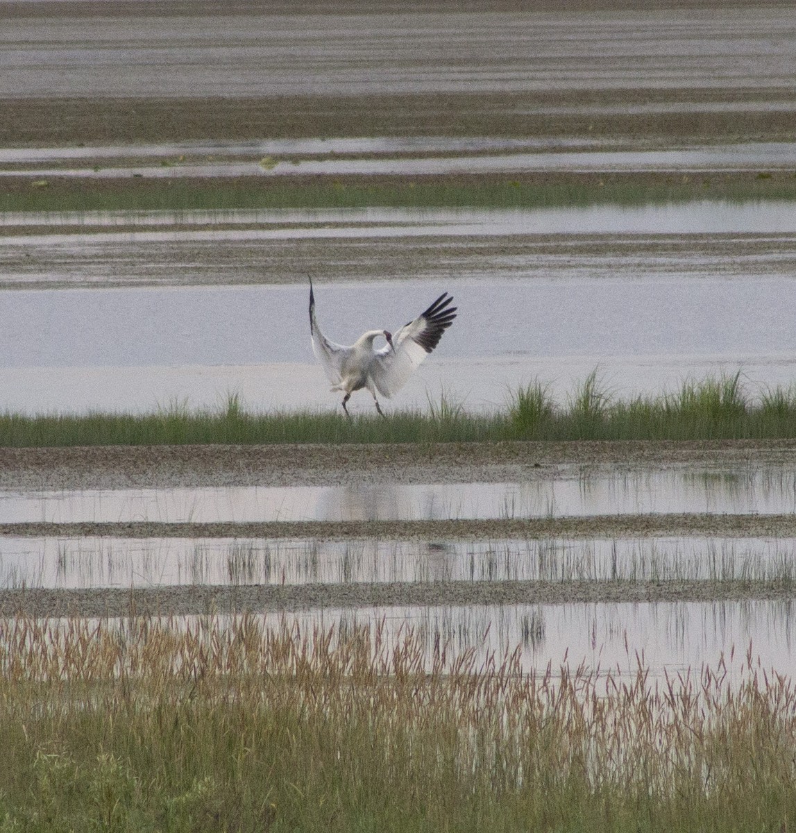 Whooping Crane - ML638262013
