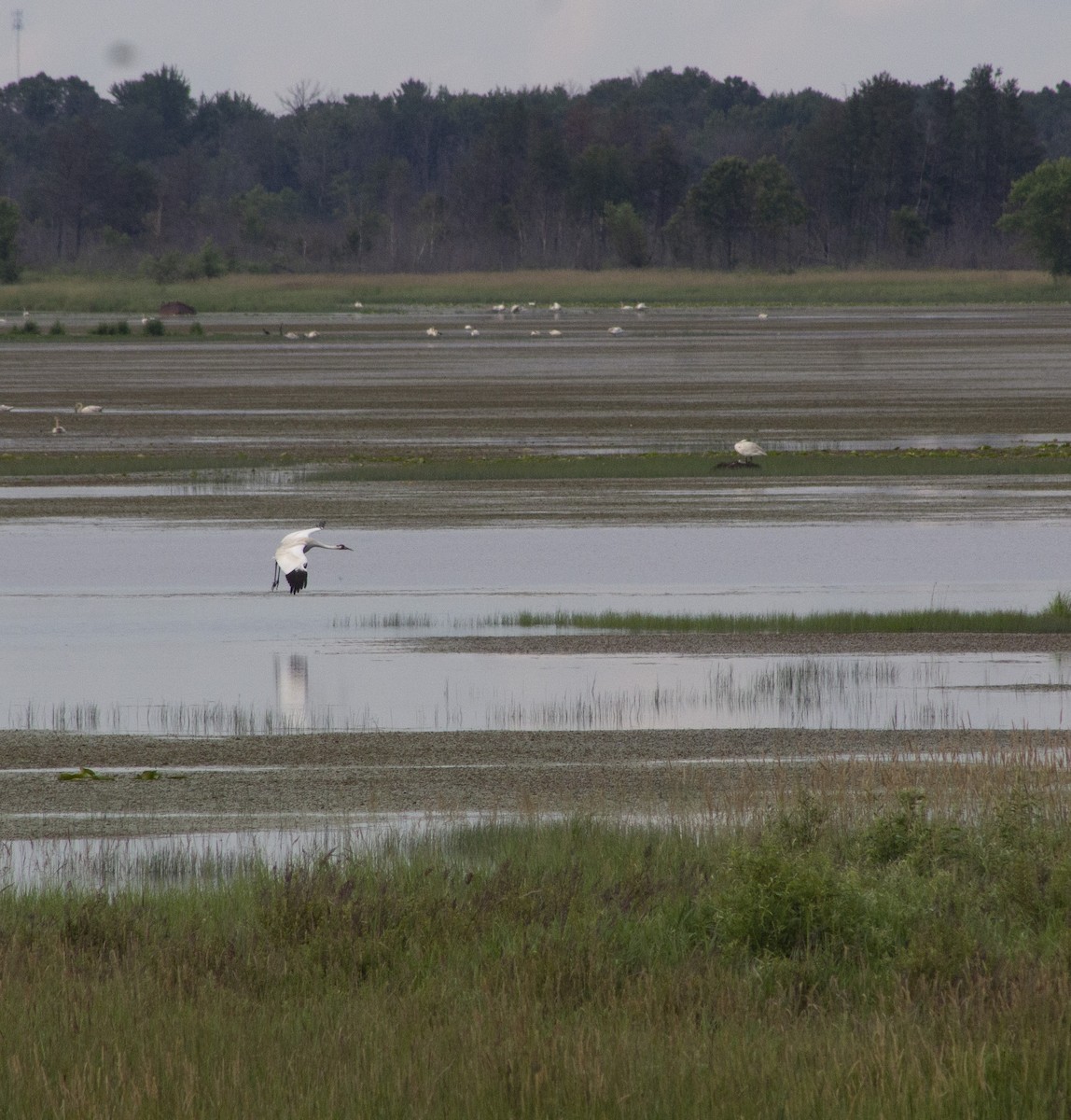 Whooping Crane - ML638262014