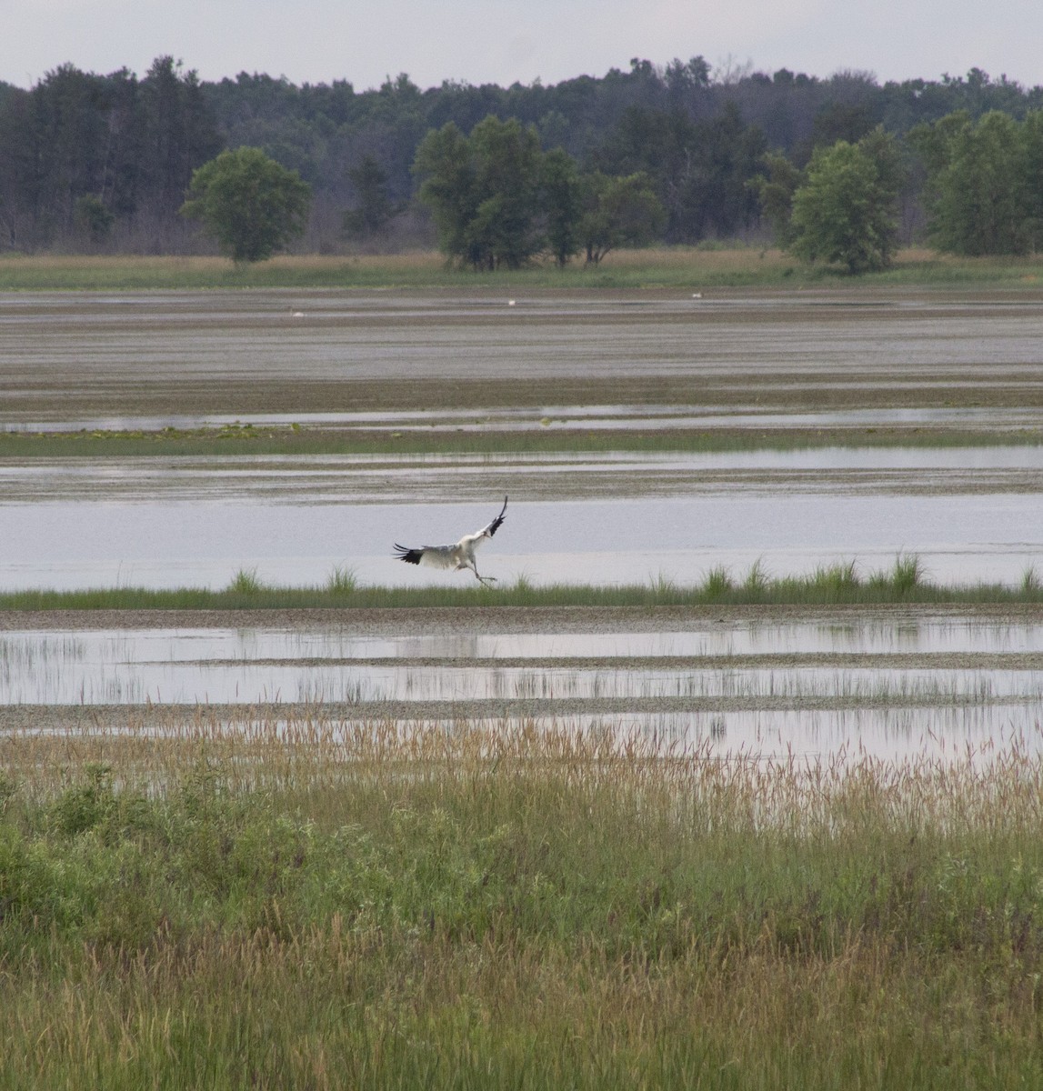 Whooping Crane - ML638262016