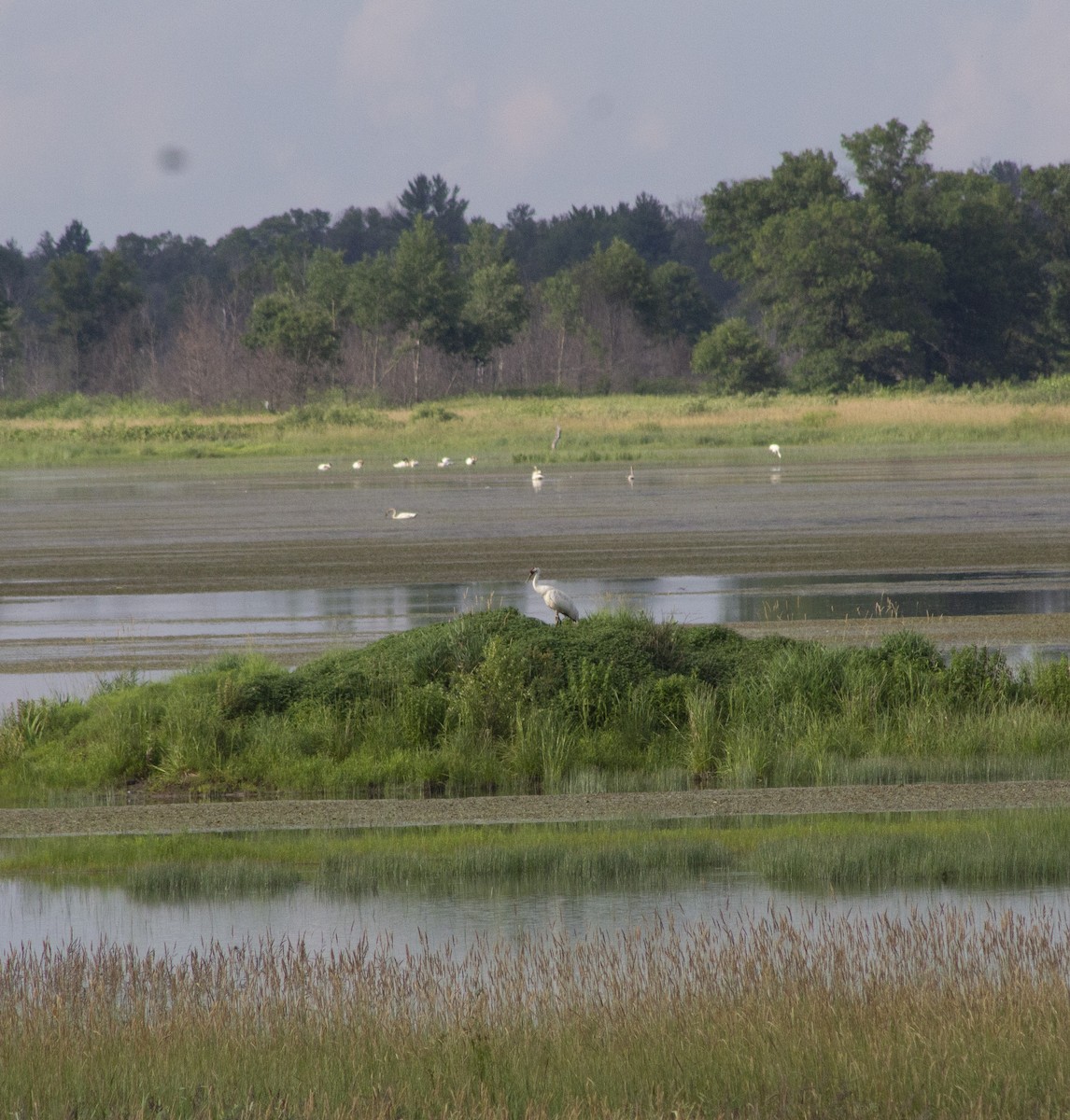 Whooping Crane - ML638262017