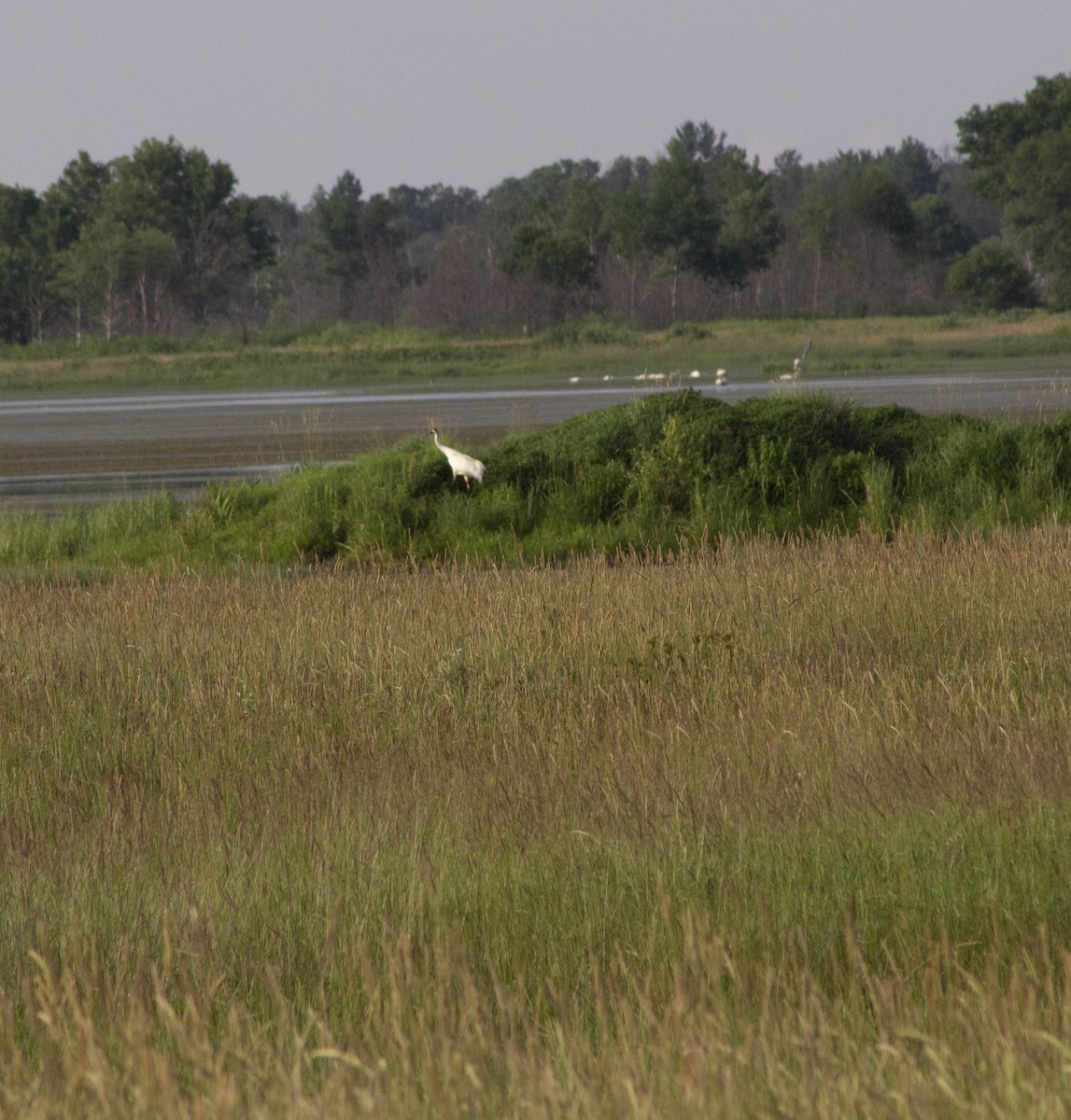 Whooping Crane - ML638262018