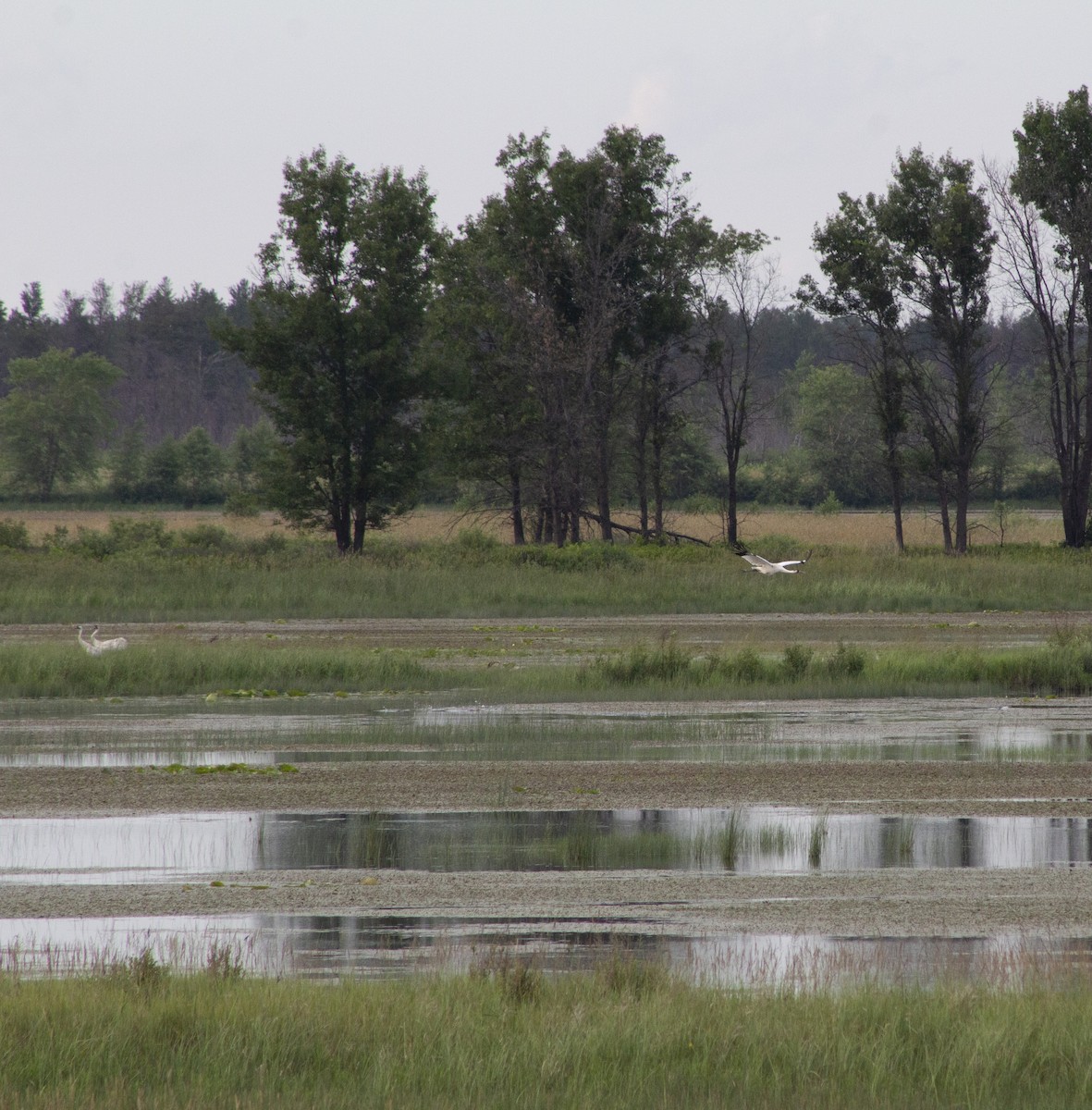 Whooping Crane - ML638262019