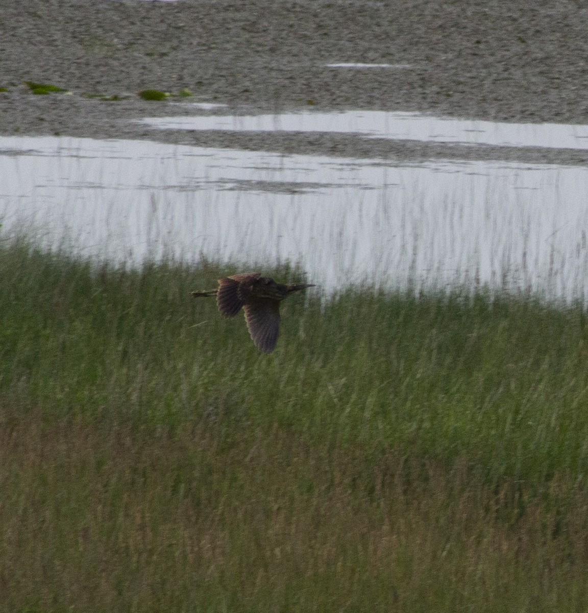 American Bittern - ML638262020