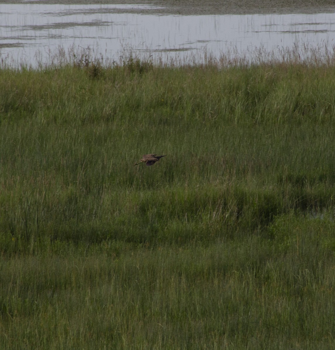 American Bittern - ML638262021