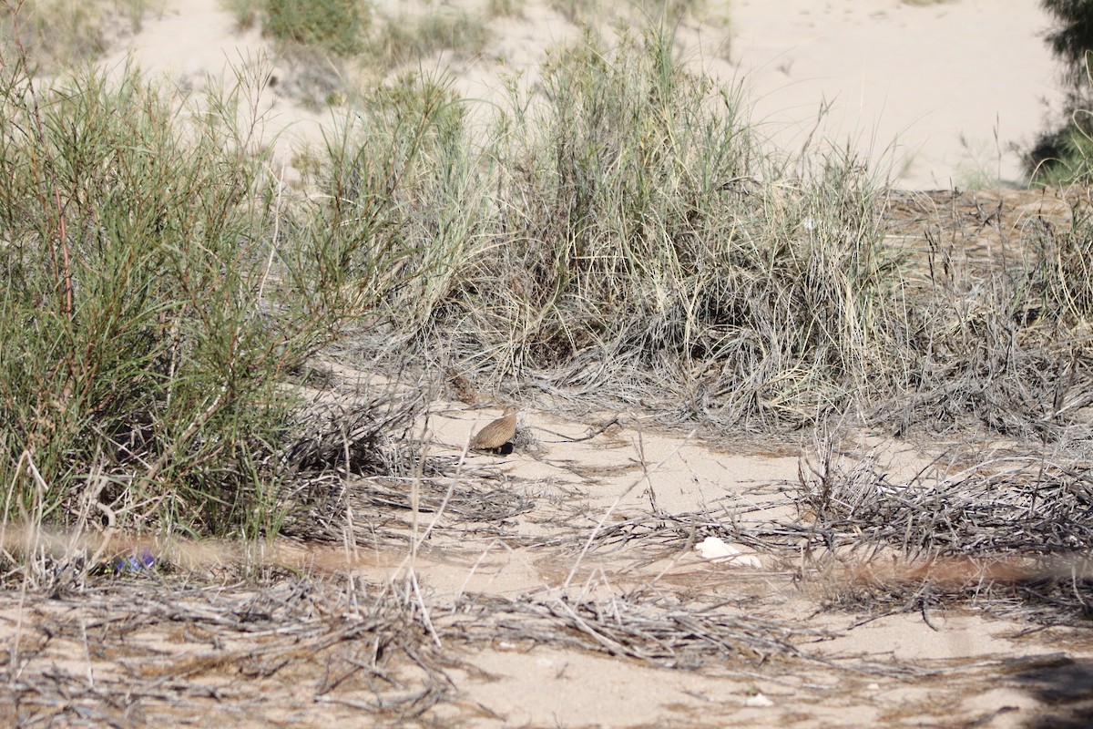 Brown Quail - ML638262027