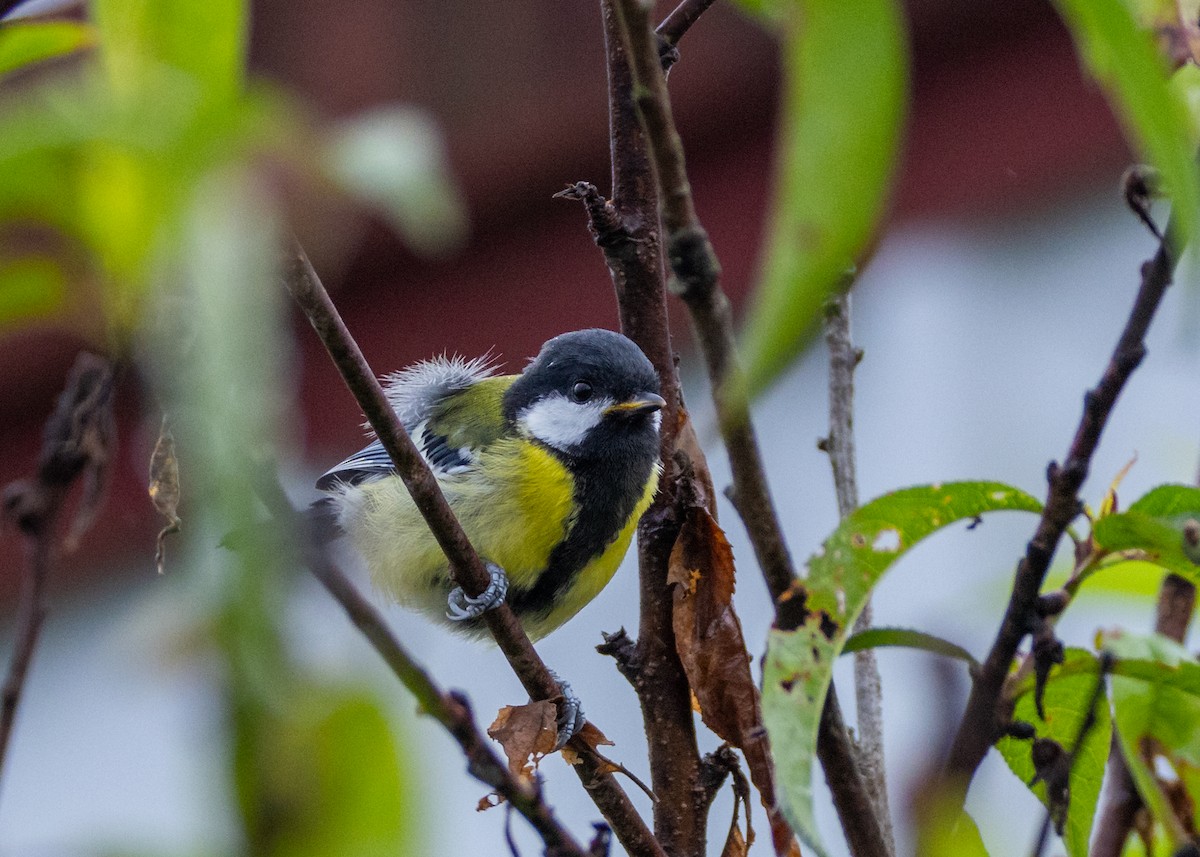 Green-backed Tit - ML638262029