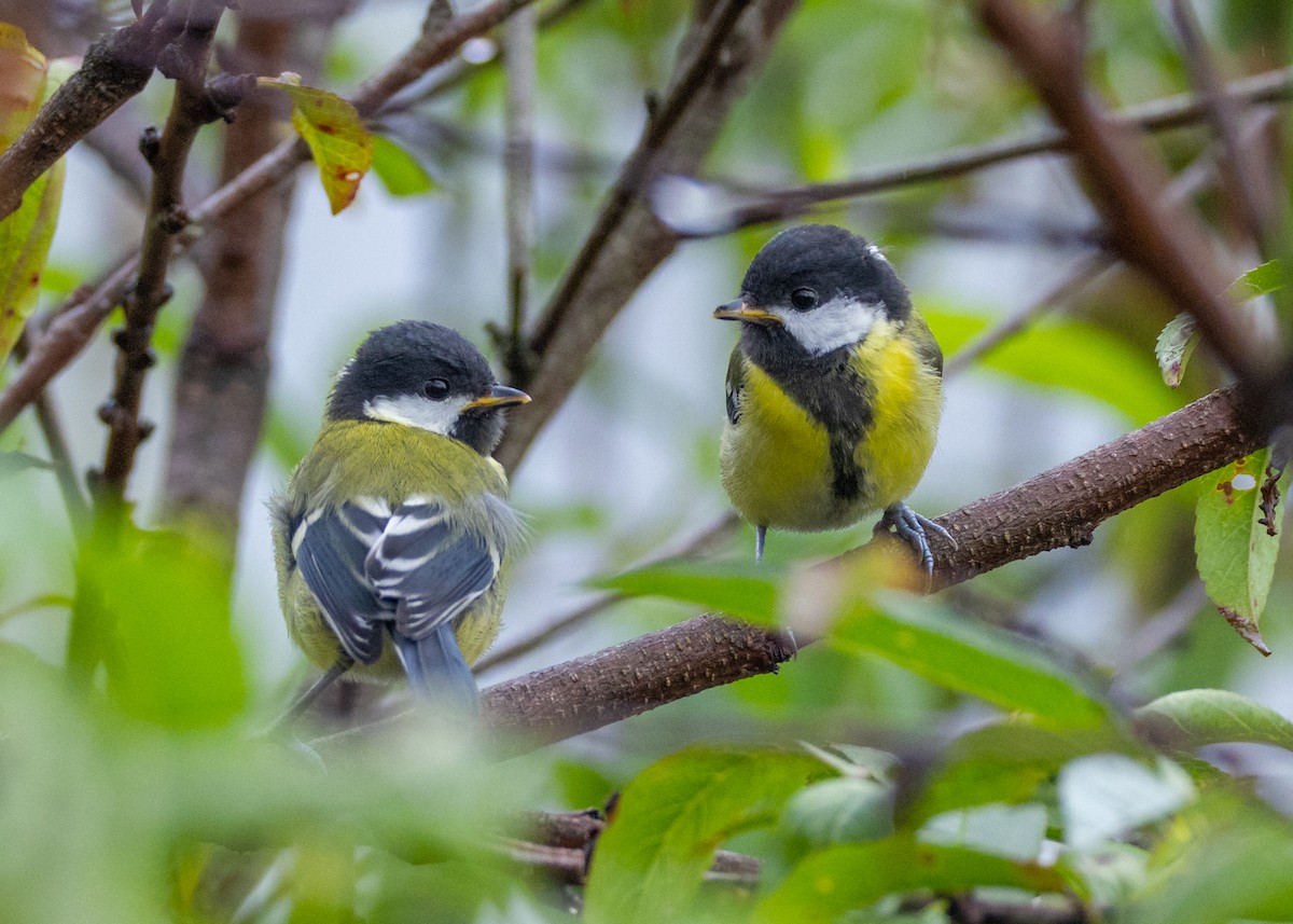 Green-backed Tit - ML638262030